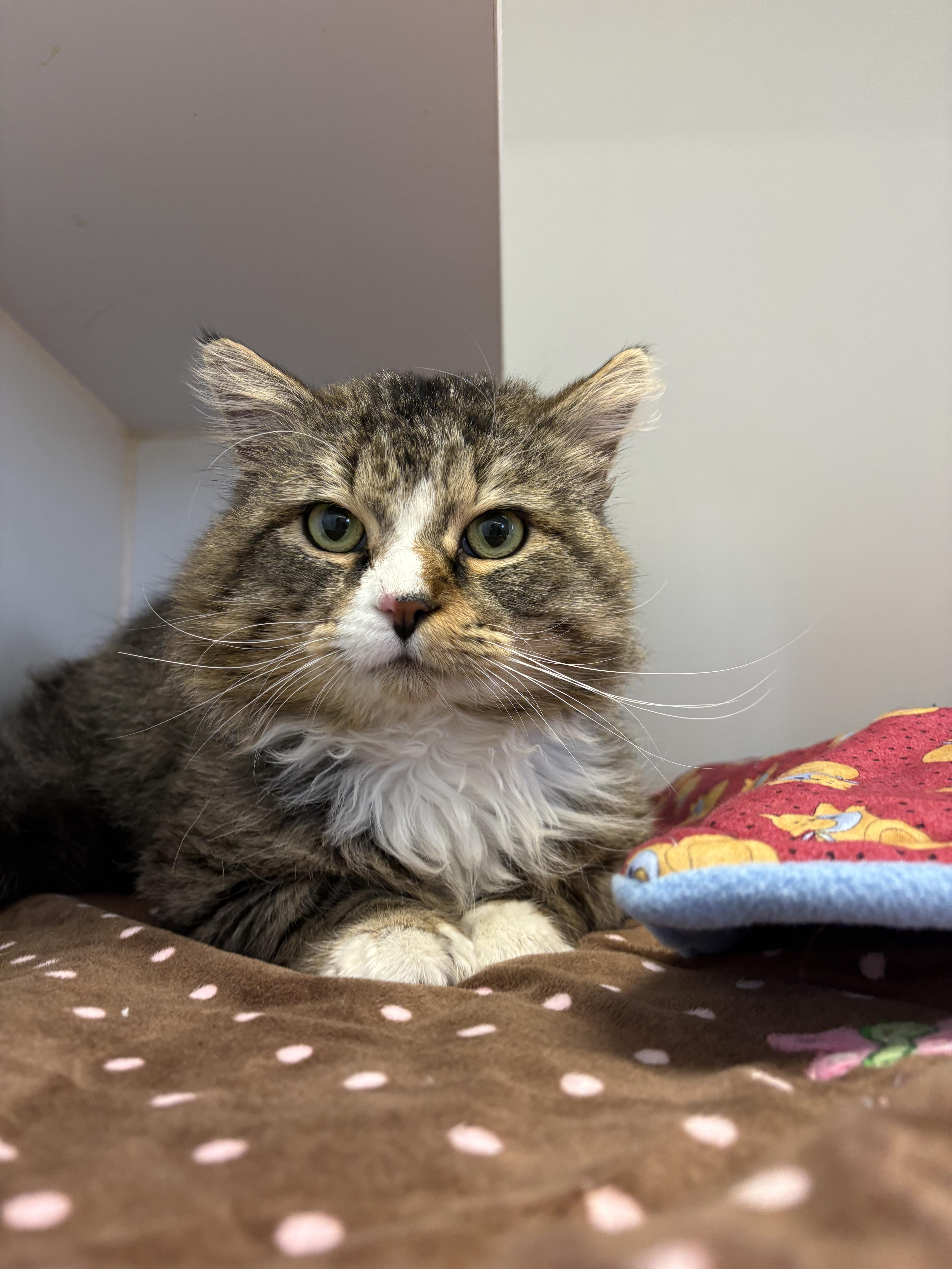 An adult medium-sized male Tabby (Brown / Chocolate) Domestic Long Hair cat named Beef Stroganoff for adoption in Grass Valley, CA