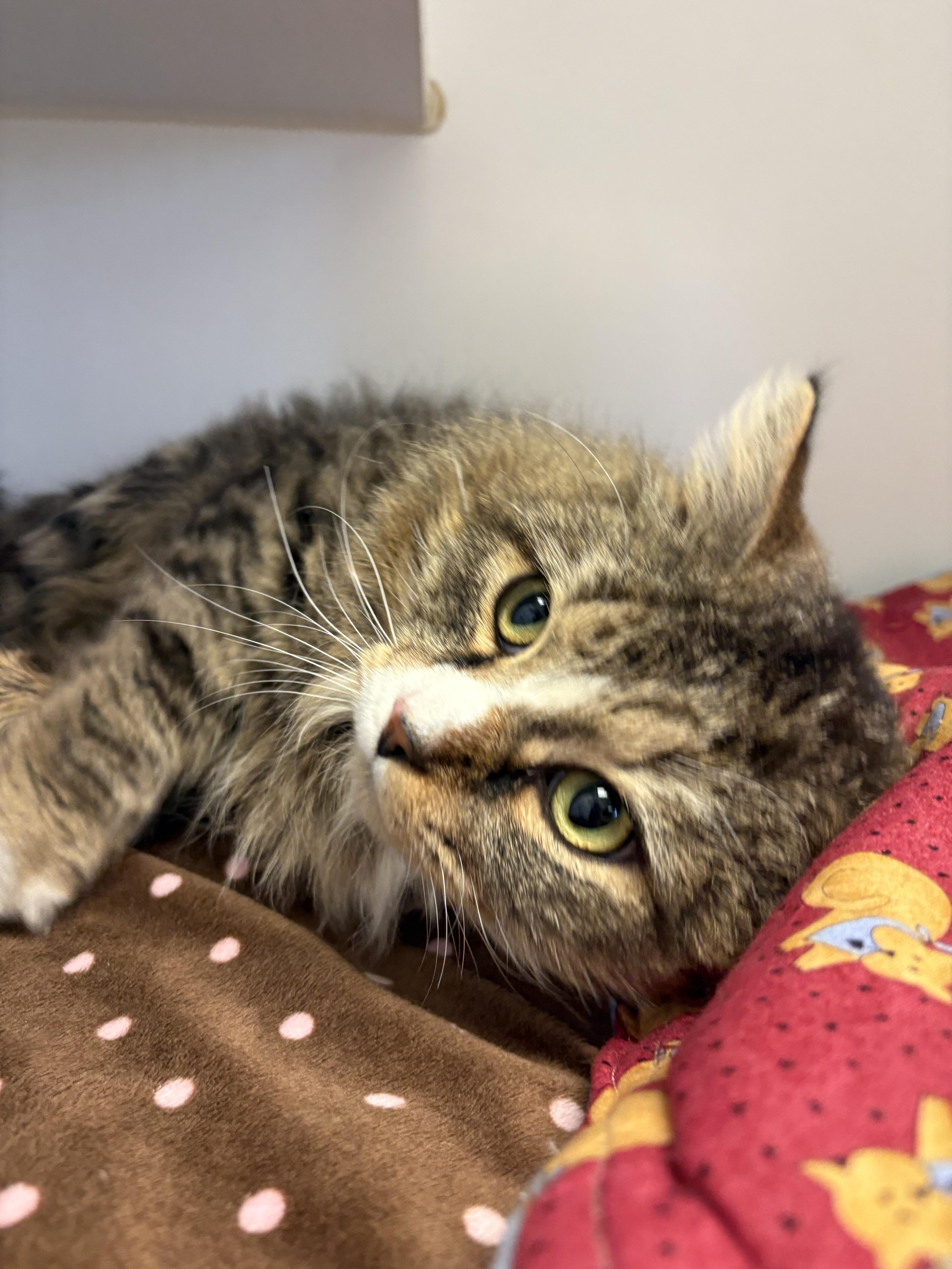 Beef Stroganoff thumbnail 2