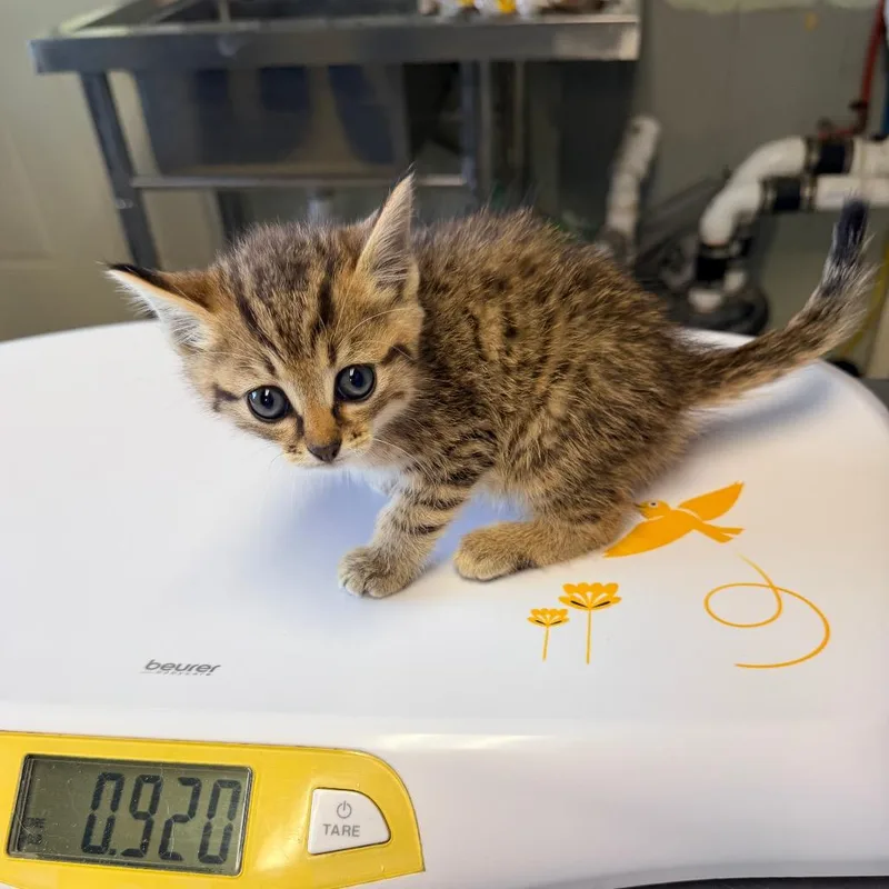 A baby small-sized female Brown / Chocolate Domestic Short Hair cat named Challah for adoption in Mount Juliet, TN