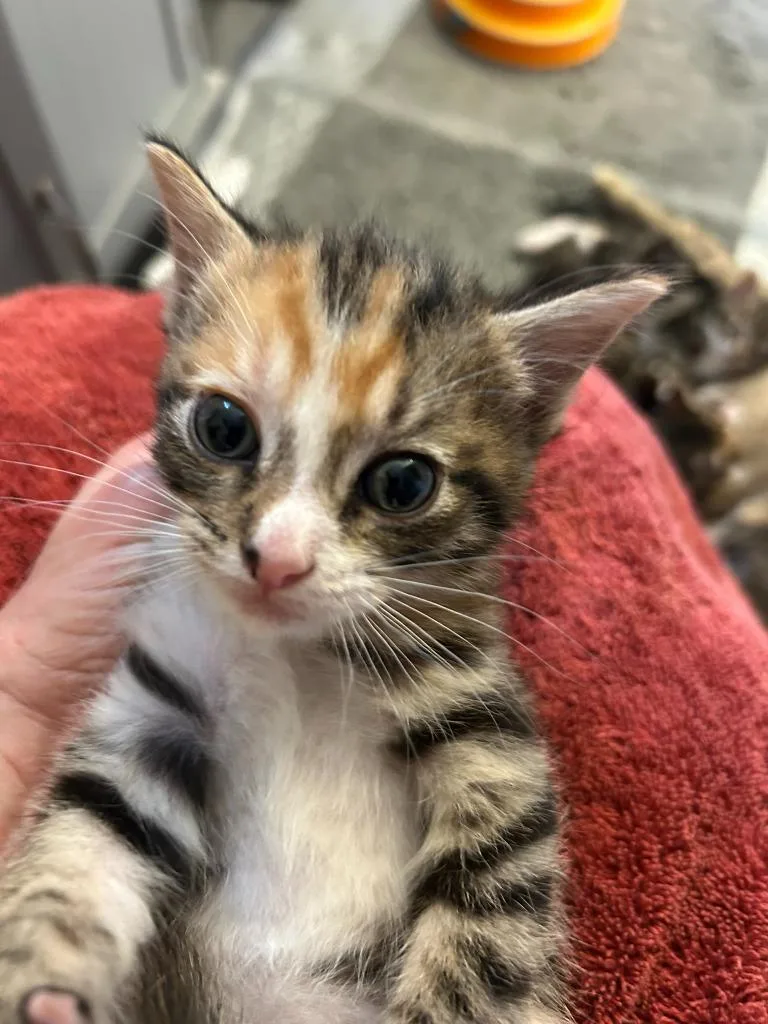 A baby medium-sized female Domestic Short Hair cat named Watson for adoption in Hoover , AL