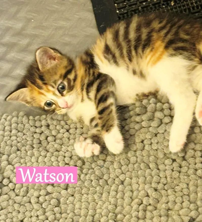 Watson thumbnail 6