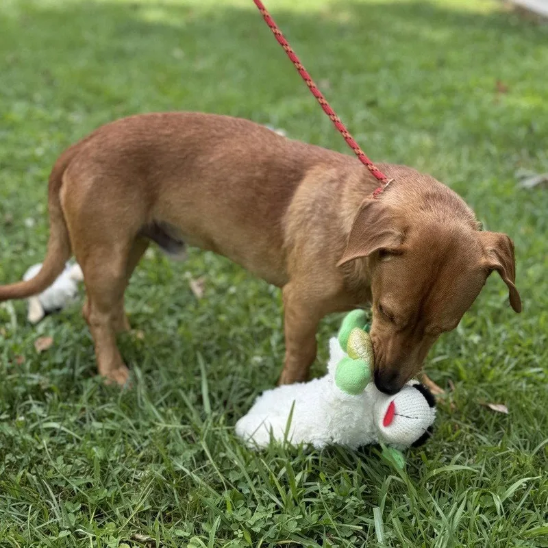 A young medium-sized male Dachshund dog named Lil Bit for adoption in Locust Fork, AL
