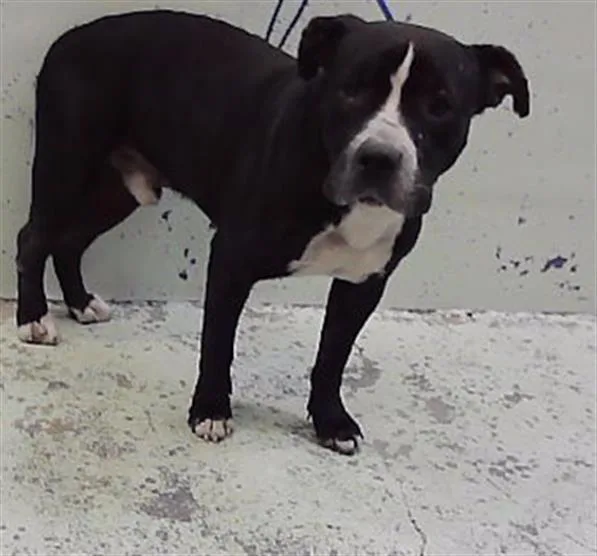 An adult large-sized male Staffordshire Bull Terrier dog named A for adoption in Houston, TX