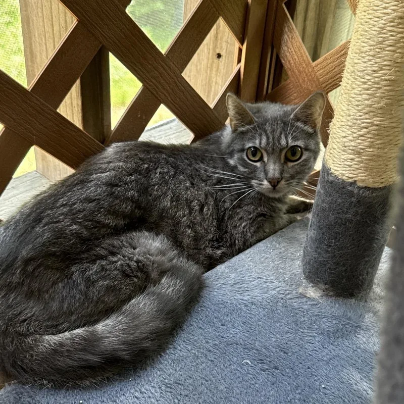 A young medium-sized male Gray / Blue / Silver Domestic Short Hair cat named Marlow for adoption in Tupelo, MS
