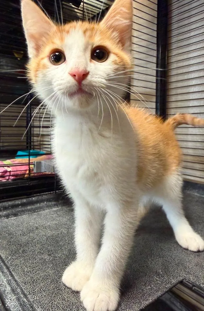 A baby medium-sized male Domestic Short Hair cat named Tex for adoption in Midland, TX