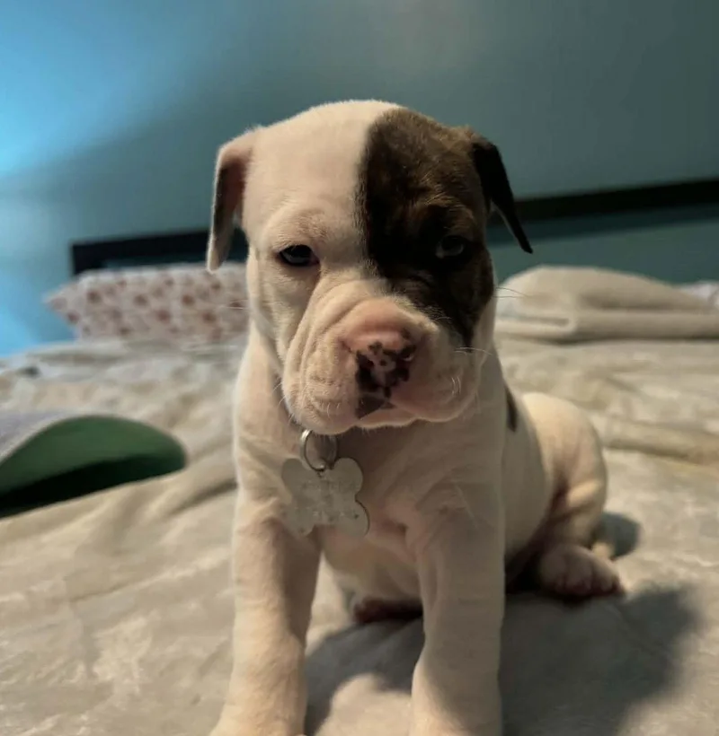 Diesel  The Wrecking