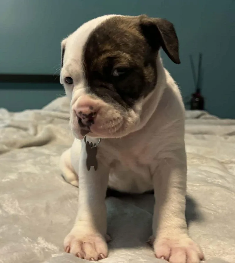 Diesel  The Wrecking thumbnail 2