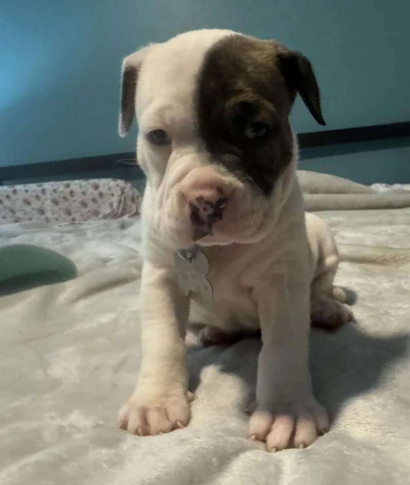 Diesel  The Wrecking thumbnail 3