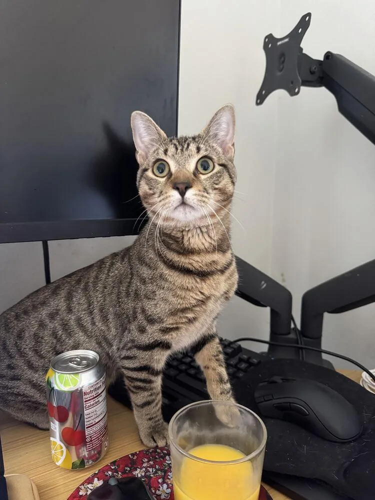 Mittoni Ii thumbnail 2