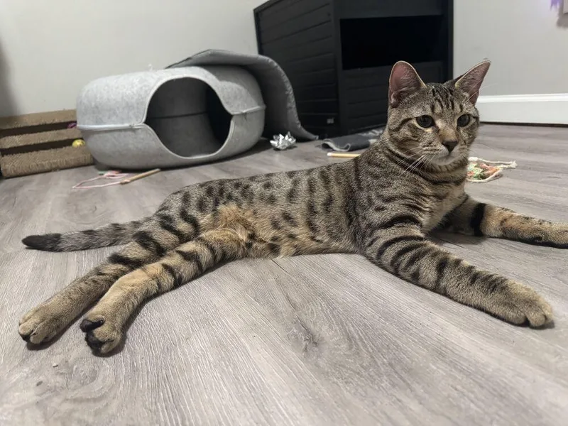 Mittoni Ii thumbnail 3