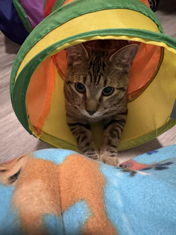 Mittoni Ii thumbnail 4