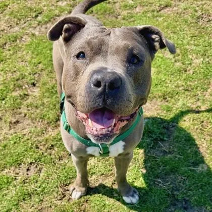 An adult large-sized male American Staffordshire Terrier dog named Cole for adoption in Wheaton, IL