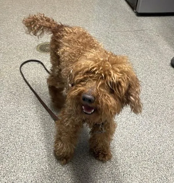 A senior small-sized male Poodle dog named Oki for adoption in Escondido, CA