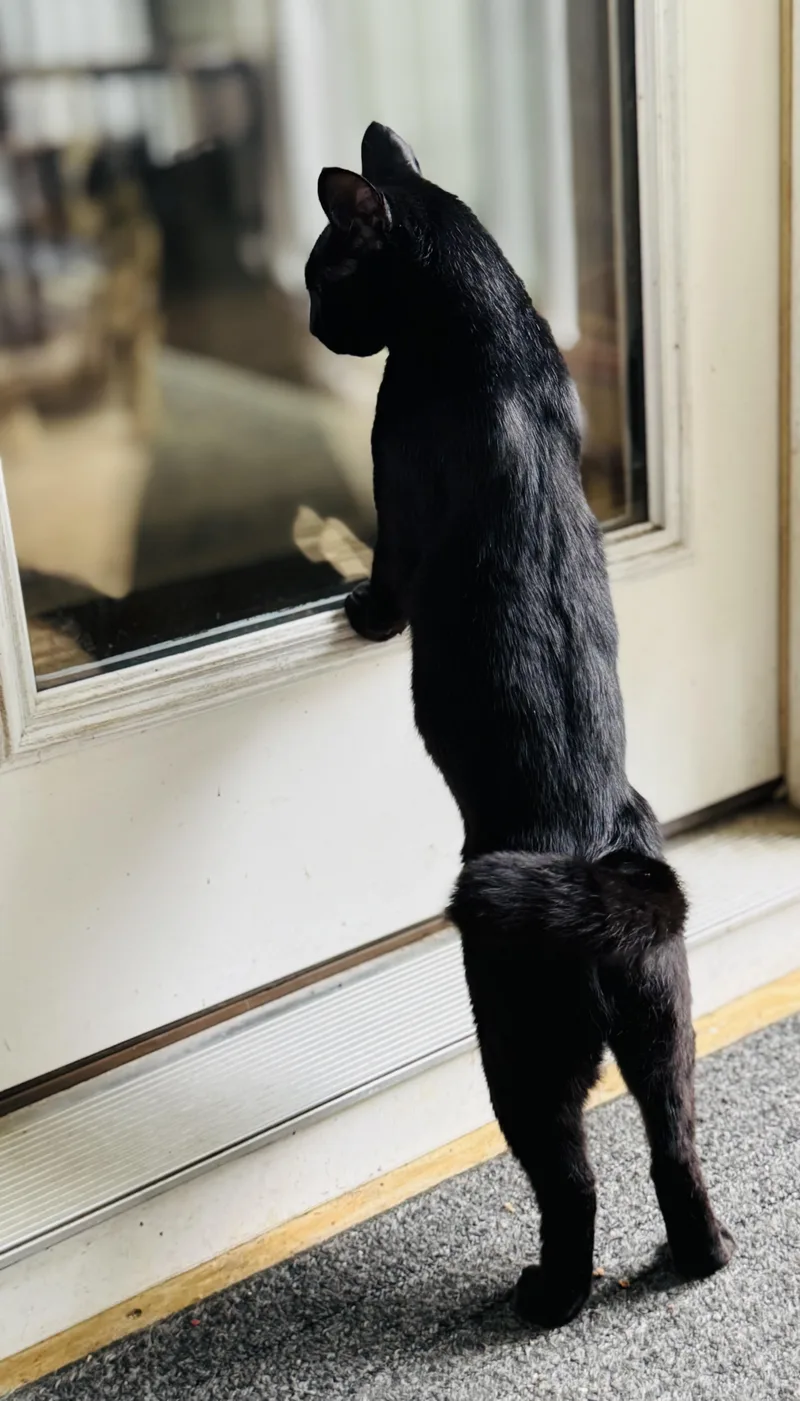 A young medium-sized female Black Domestic Medium Hair cat named Penny for adoption in Midlothian, VA