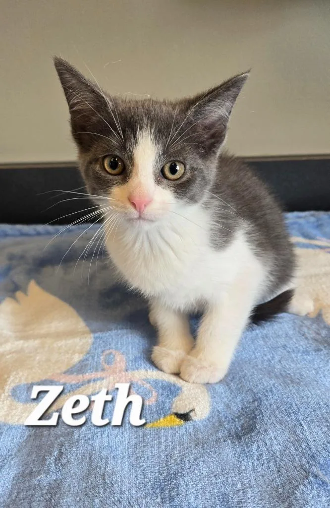A baby small-sized male Domestic Short Hair cat named Zeth for adoption in Sidney, OH