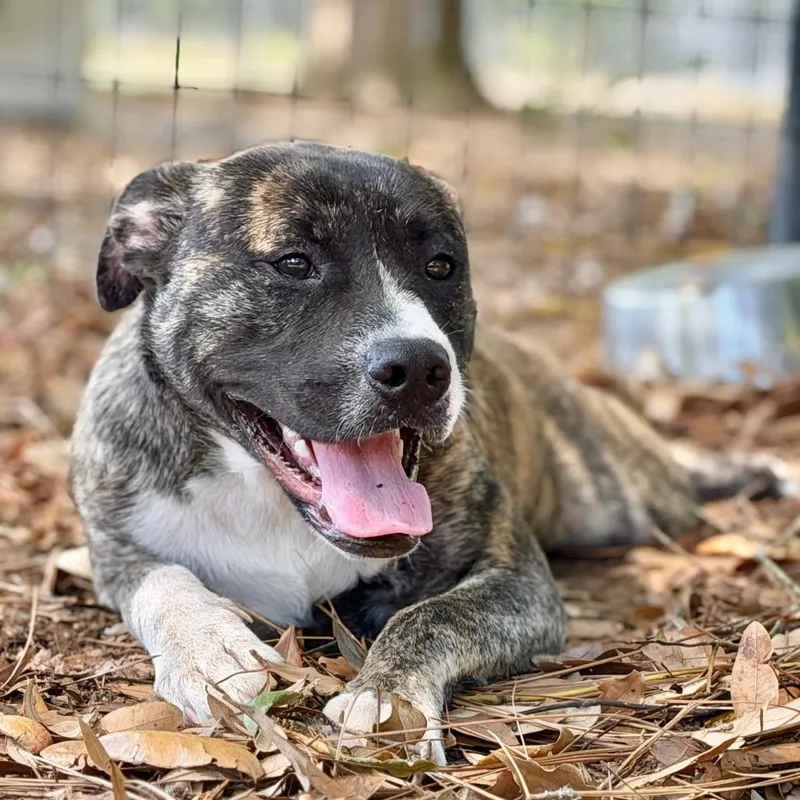 A young medium-sized female Brindle Mixed Breed dog named Athena for adoption in Milton, FL