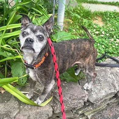 A senior medium-sized male Terrier dog named Felipe for adoption in Huntington, NY