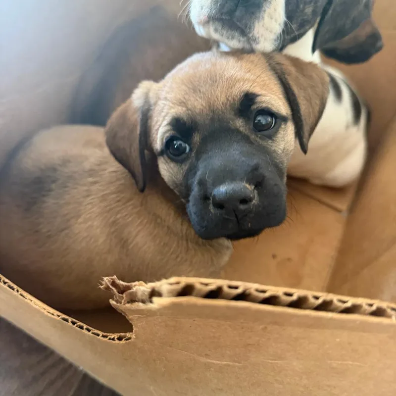 A baby small-sized female Brown / Chocolate Boxer dog named Blossom for adoption in Morganton, NC