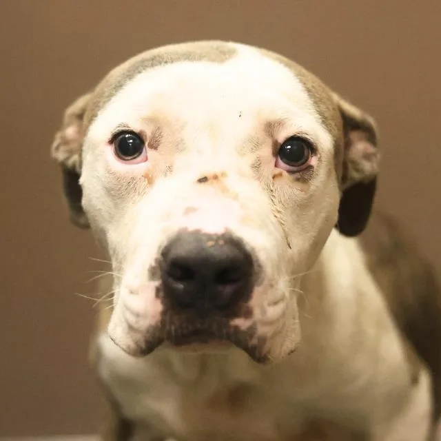 An adult medium-sized male American Staffordshire Terrier dog named Lasagna for adoption in San Antonio, TX