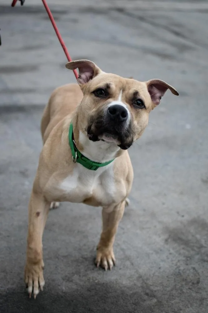 An adult large-sized male White / Cream Pit Bull Terrier dog named Rueben for adoption in Frankfort, NY