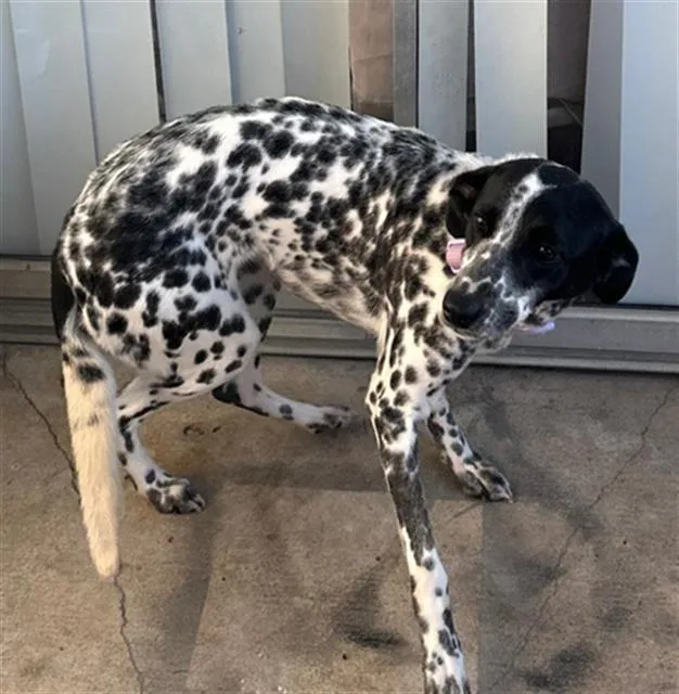 A young large-sized female Mixed Breed dog named Kali for adoption in Dallas, TX