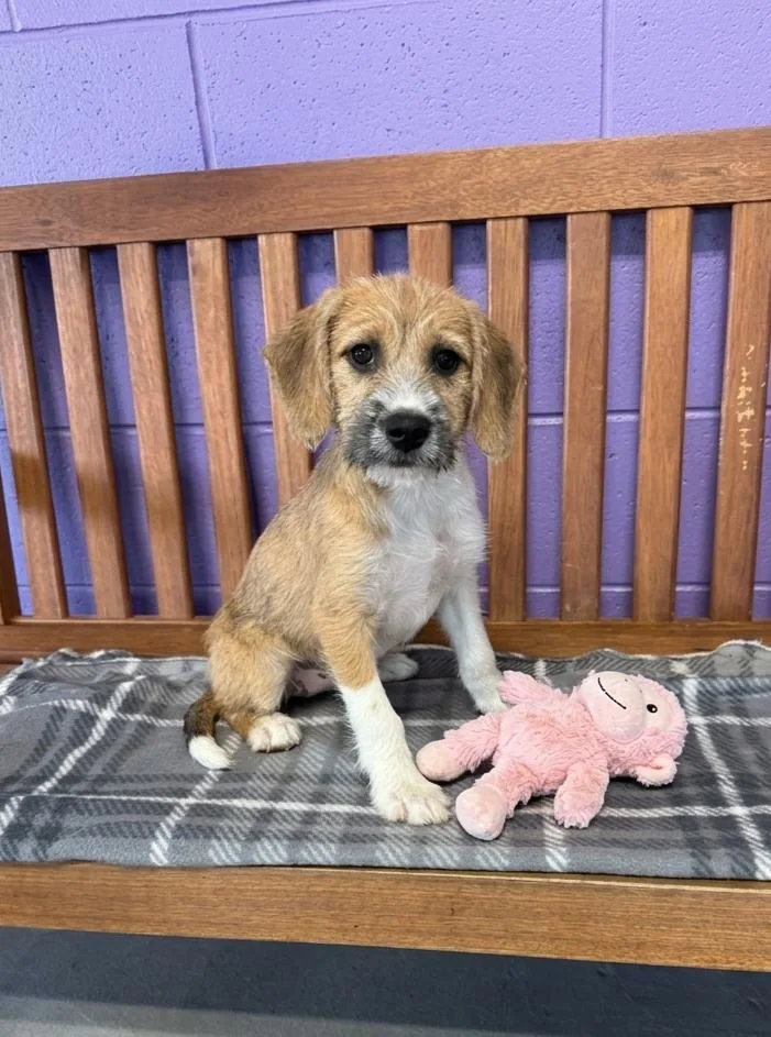 A baby medium-sized female Hound dog named Macy for adoption in North Prairie, WI