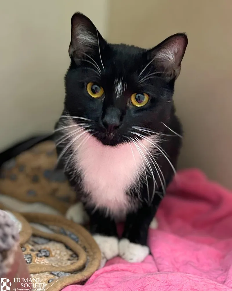 A young small-sized male Domestic Short Hair cat named Tetris for adoption in Hagerstown, MD