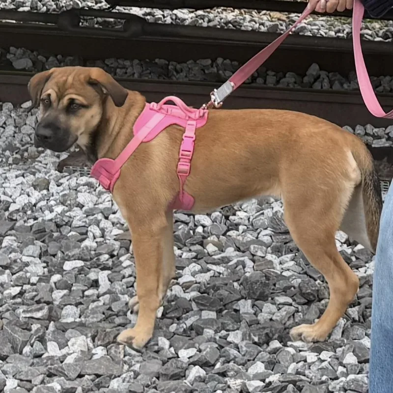 A baby large-sized female Yellow / Tan / Blond / Fawn German Shepherd Dog dog named Emma for adoption in Liverpool, TX