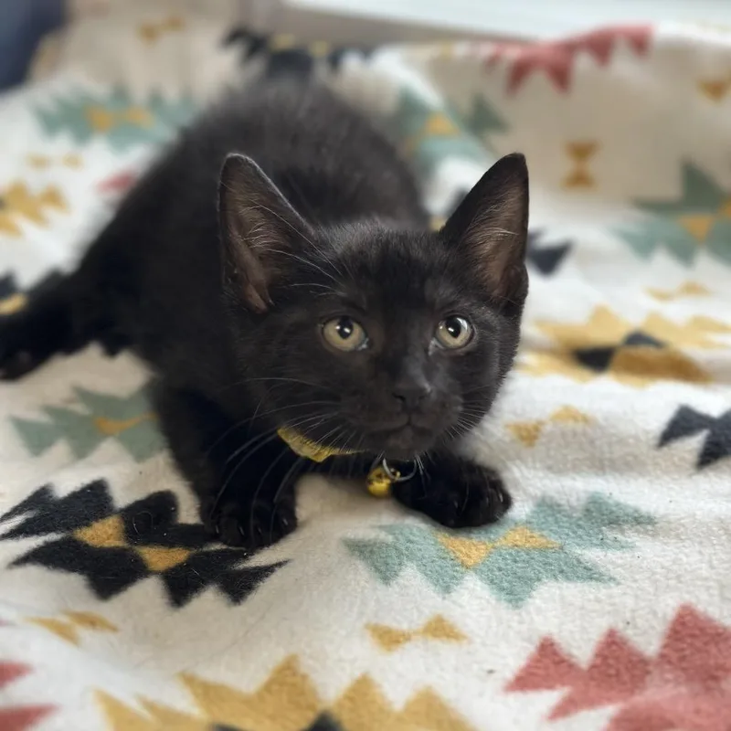 A young medium-sized male Black Domestic Short Hair cat named Charlie for adoption in Clinton, IL