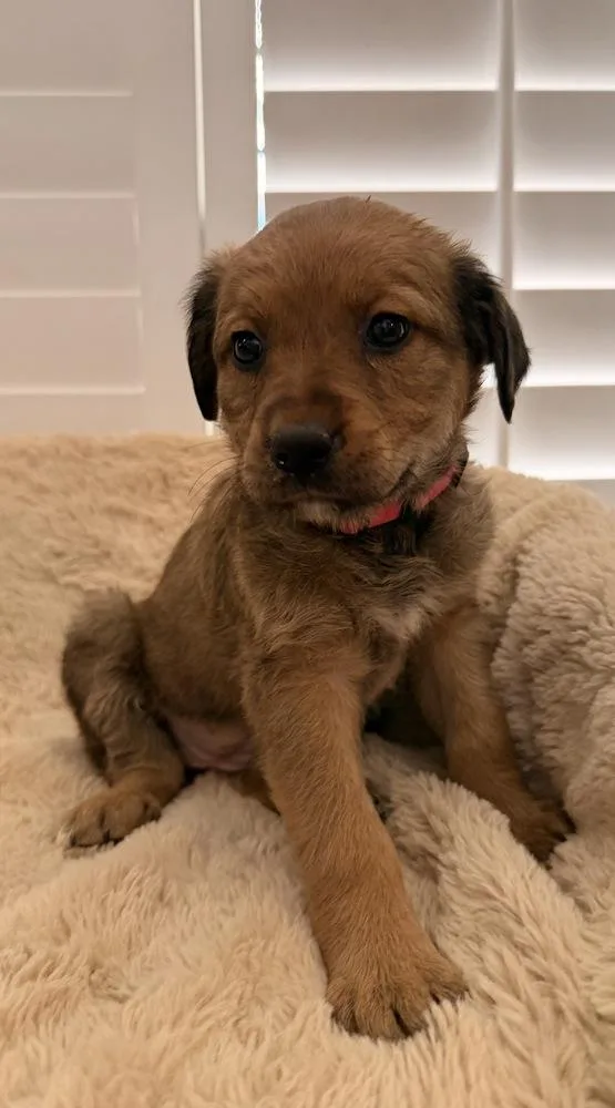 A baby large-sized female German Shepherd Dog dog named Dominique for adoption in Pleasant Hill, CA