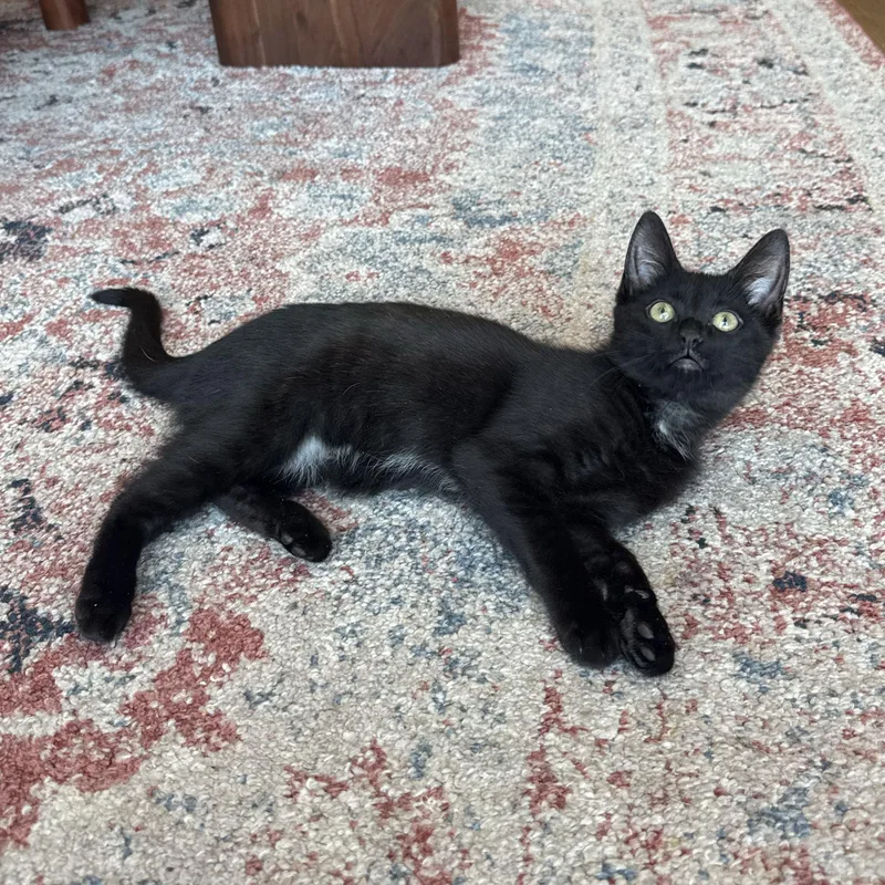 A baby medium-sized female Black Domestic Short Hair cat named Zip for adoption in BROOKLYN, NY