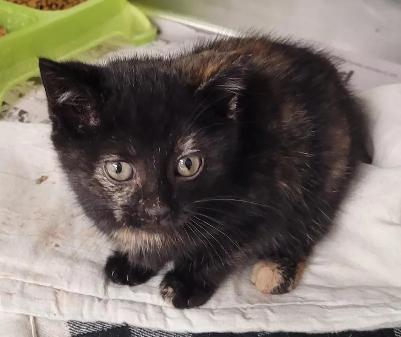 A baby small-sized female Domestic Short Hair cat named Tori for adoption in Hopkinsville, KY