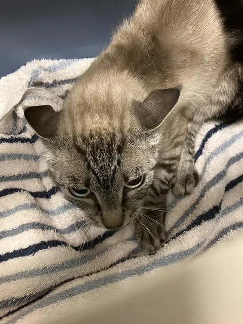 A young small-sized female Siamese cat named Leah for adoption in Long Beach, CA