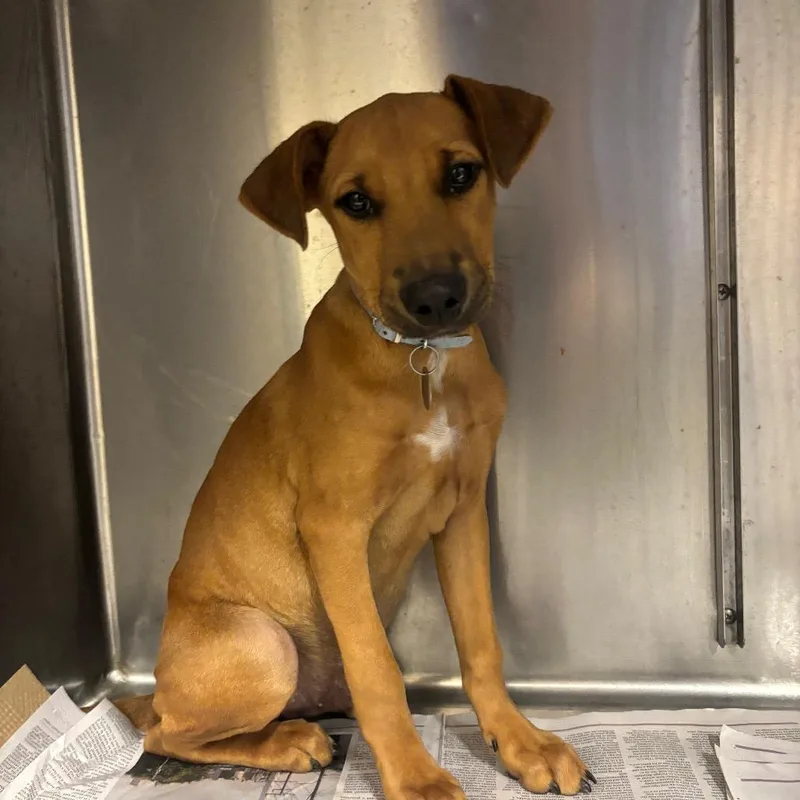 A baby small-sized male Red / Chestnut / Orange Mixed Breed dog named TX Luke for adoption in Port Washington, NY