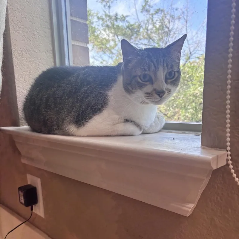 A senior small-sized male Brown / Chocolate Domestic Short Hair cat named DeLeon for adoption in Fredericksburg, TX