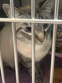 An adult medium-sized male Siamese cat named King Henry VIII for adoption in Fishers, IN