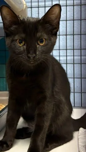 A baby small-sized female Domestic Short Hair cat named Luna for adoption in Washington, DC