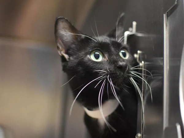 An adult medium-sized female Domestic Short Hair cat named Lily for adoption in Portland, OR