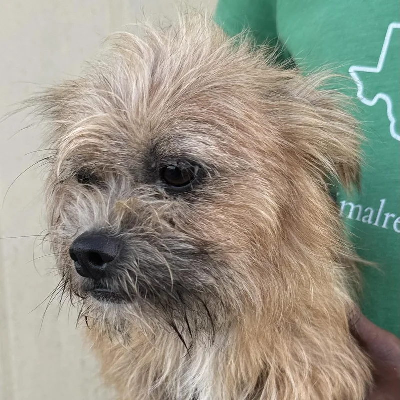 Odie  Local July