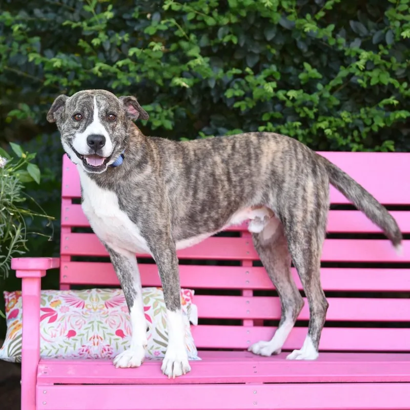 A young medium-sized male Brindle Labrador Retriever dog named Jimmy for adoption in Wake Forest, NC