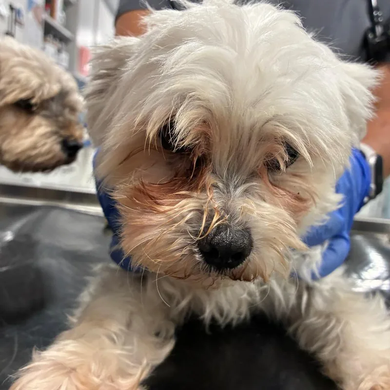 A senior small-sized male White / Cream Maltese dog named Little Man for adoption in Northbrook, IL