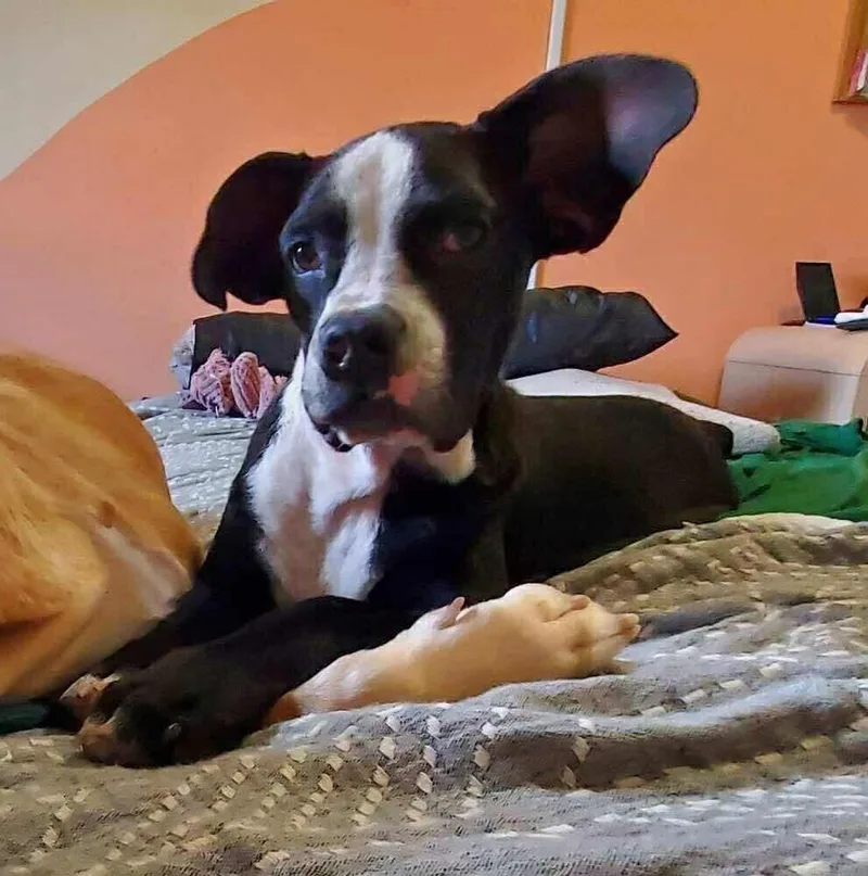 A young small-sized female Tricolor (Brown, Black, & White) Mixed Breed dog named Missy Pipit for adoption in Long Island City, NY