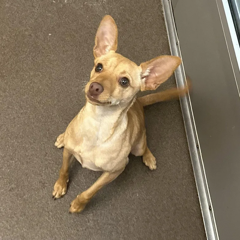 A young small-sized female Chihuahua dog named Lark for adoption in Burlingame, CA