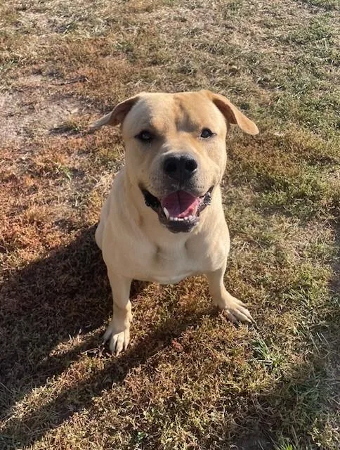An adult large-sized male Labrador Retriever dog named Pike for adoption in Lees Summit, MO