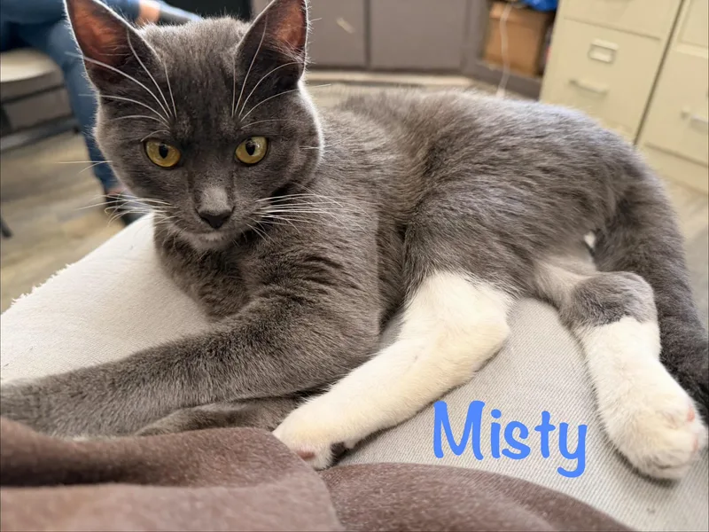 Misty thumbnail 2