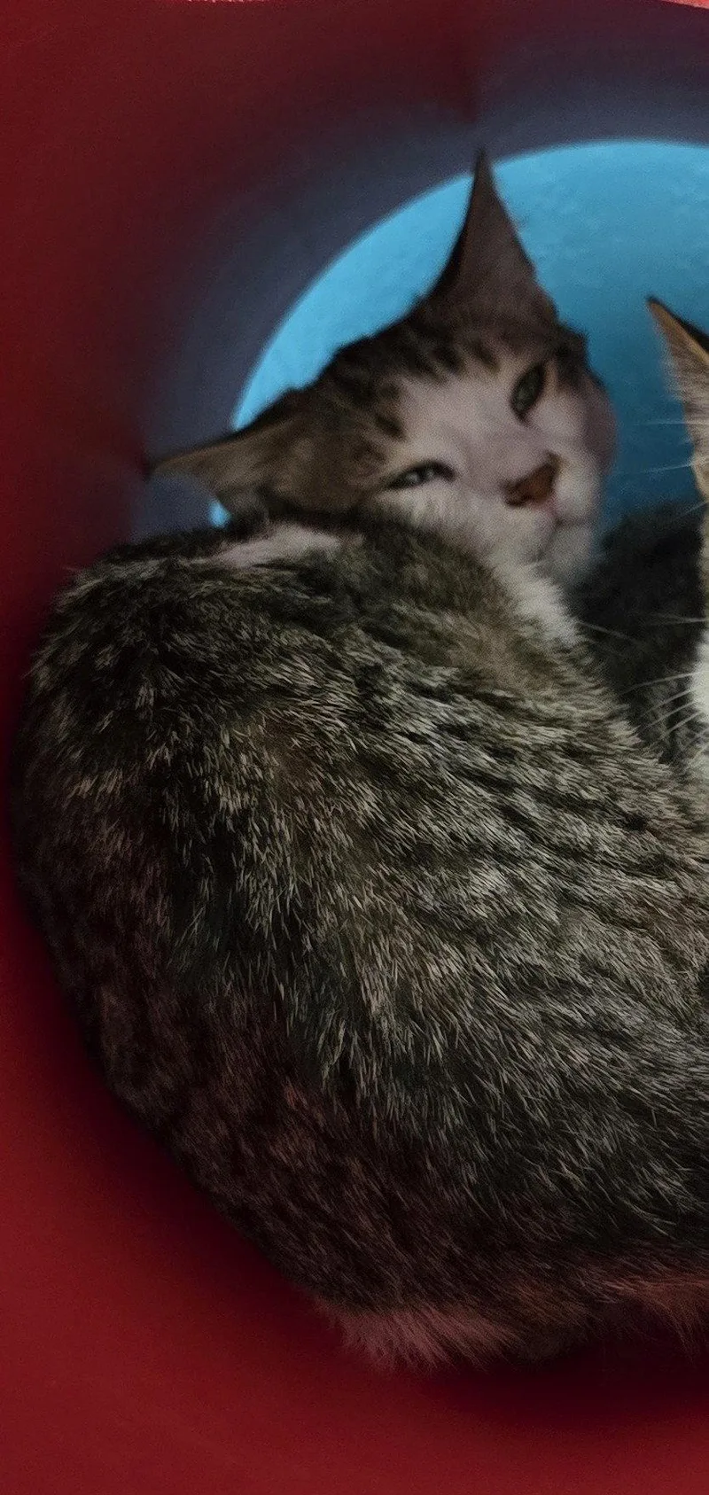 A young medium-sized male Domestic Short Hair cat named Flounder for adoption in Evergreen, CO