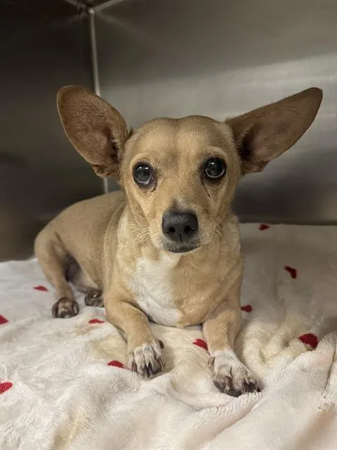 An adult small-sized male Chihuahua dog named Bob for adoption in Riverside, CA