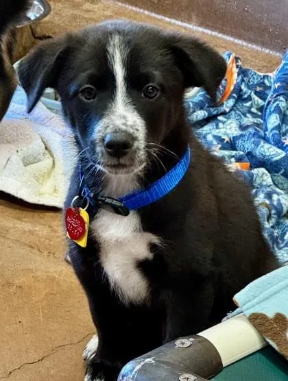 A baby medium-sized male Tricolor (Brown, Black, & White) Mixed Breed dog named Hillbilly Willy for adoption in Stanwood, WA
