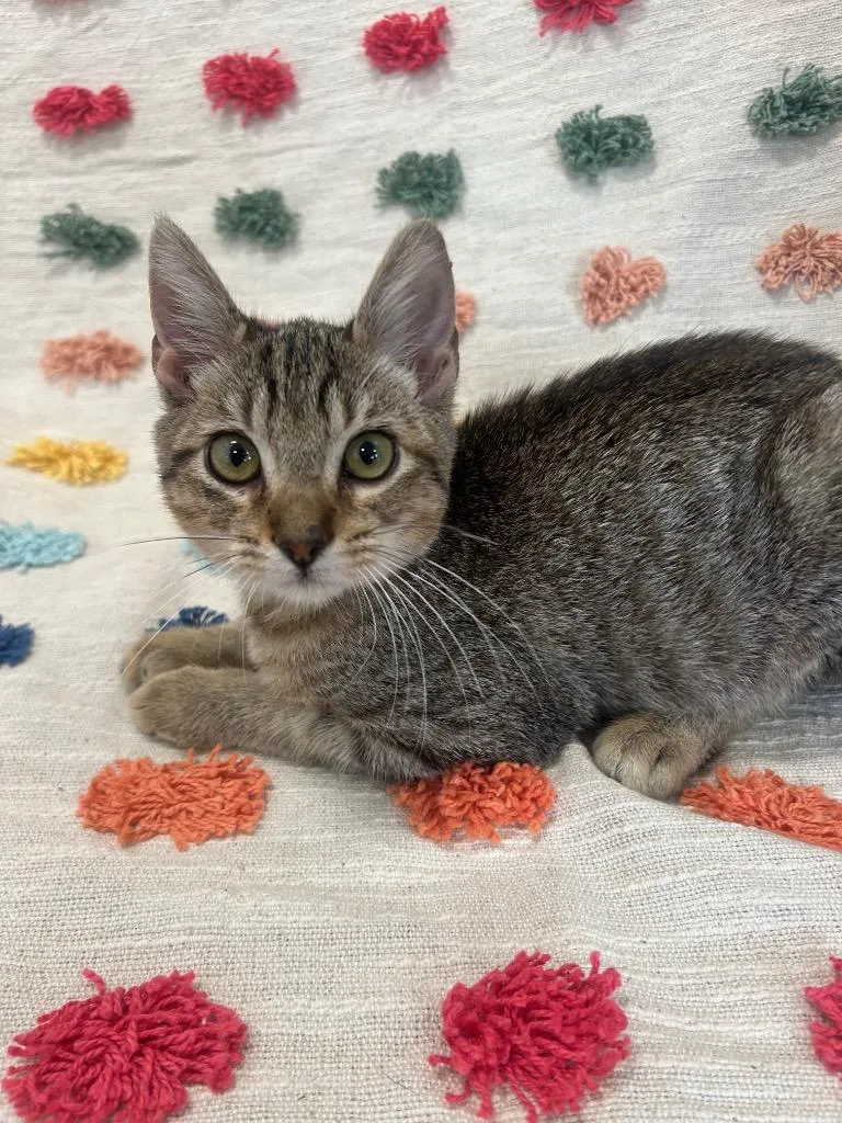 A baby medium-sized male Domestic Short Hair cat named Mystery PA for adoption in Denham Springs, LA