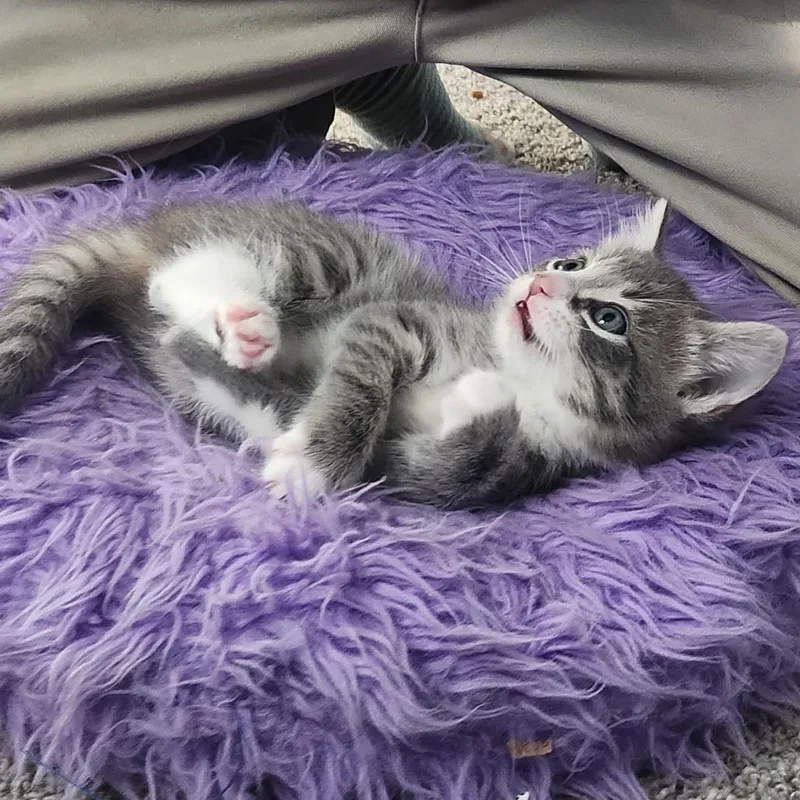 A baby small-sized female Domestic Short Hair cat named Primrose In Nokesville  for adoption in Alexandria, VA